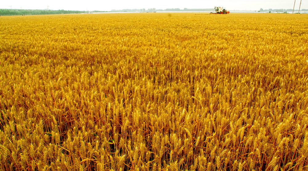 河南日报农村版：金黄——香港三级色彩