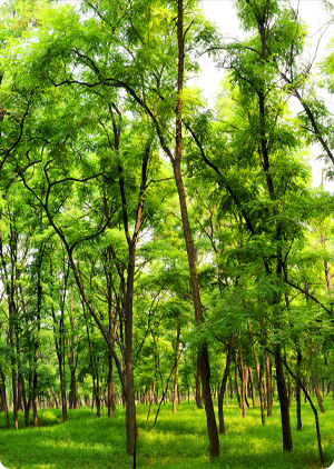 河南黄河故道森林公园